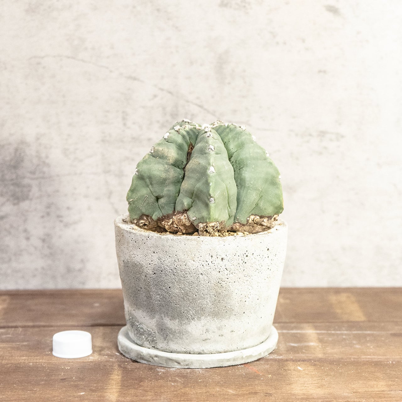 【幾何学的な五角形が美しい】碧瑠璃鸞鳳玉（ヘキラン）。無骨でインダストリアルな手づくりモルタル鉢とセット。一株ごとの厳選仕入れで安心。｜虫発生抑制｜送料全国一律850円