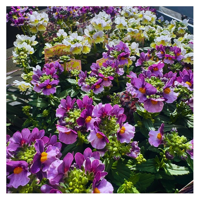 ネメシア：スイートシリーズ　ラズベリーパイ・ピンクレモネード・ブルーベリーパイ（3.5号）宿根ネメシア苗　宿根草　寄せ植え　