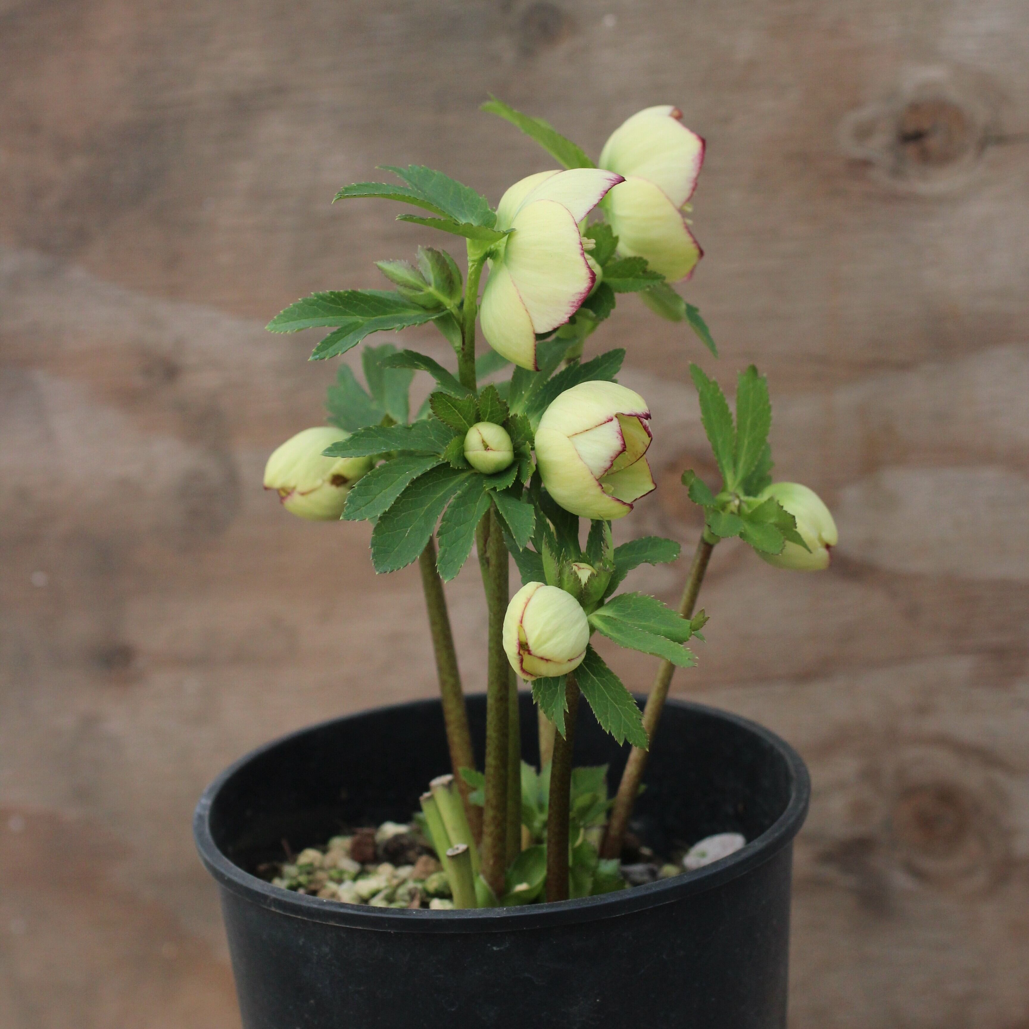 WS26-069 クリスマスローズ ウィンターシンフォニー イエローグリーン