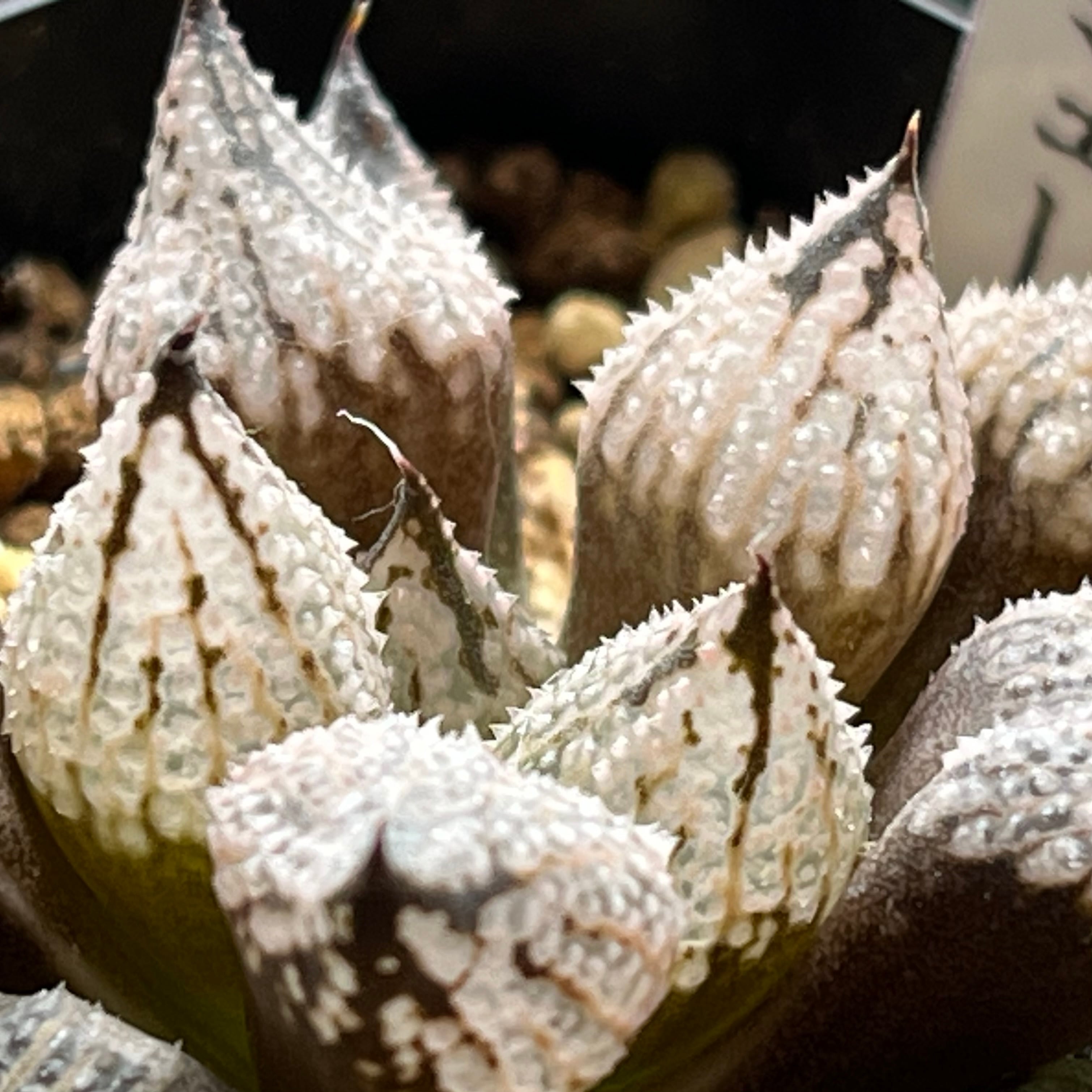 ハオルチア ミシェルミュータント | mocono_plants