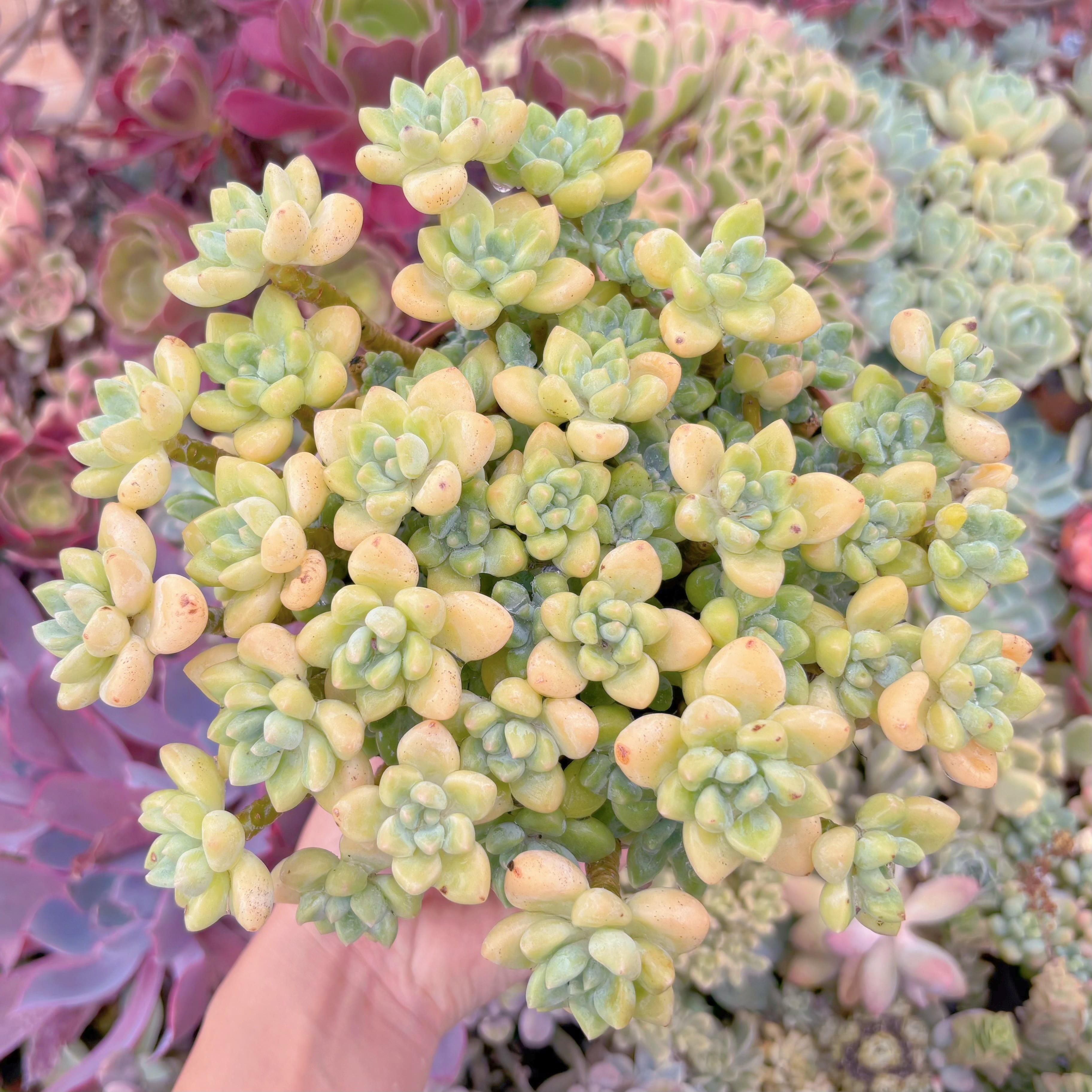 現品　ホワイトケーキ#F249　特大群生　新入荷　るる農園