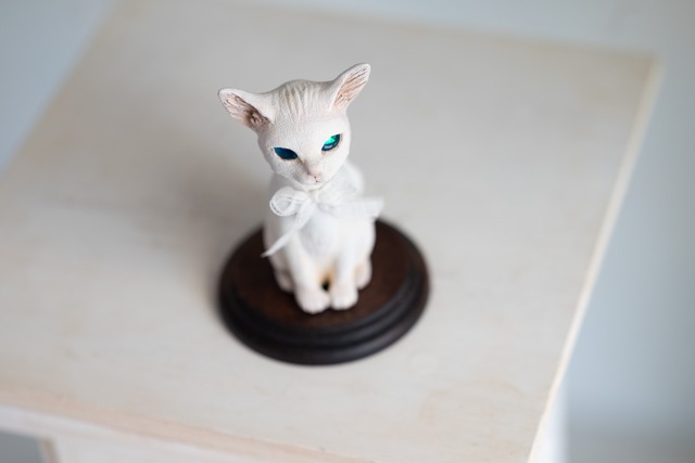 青眼の子猫