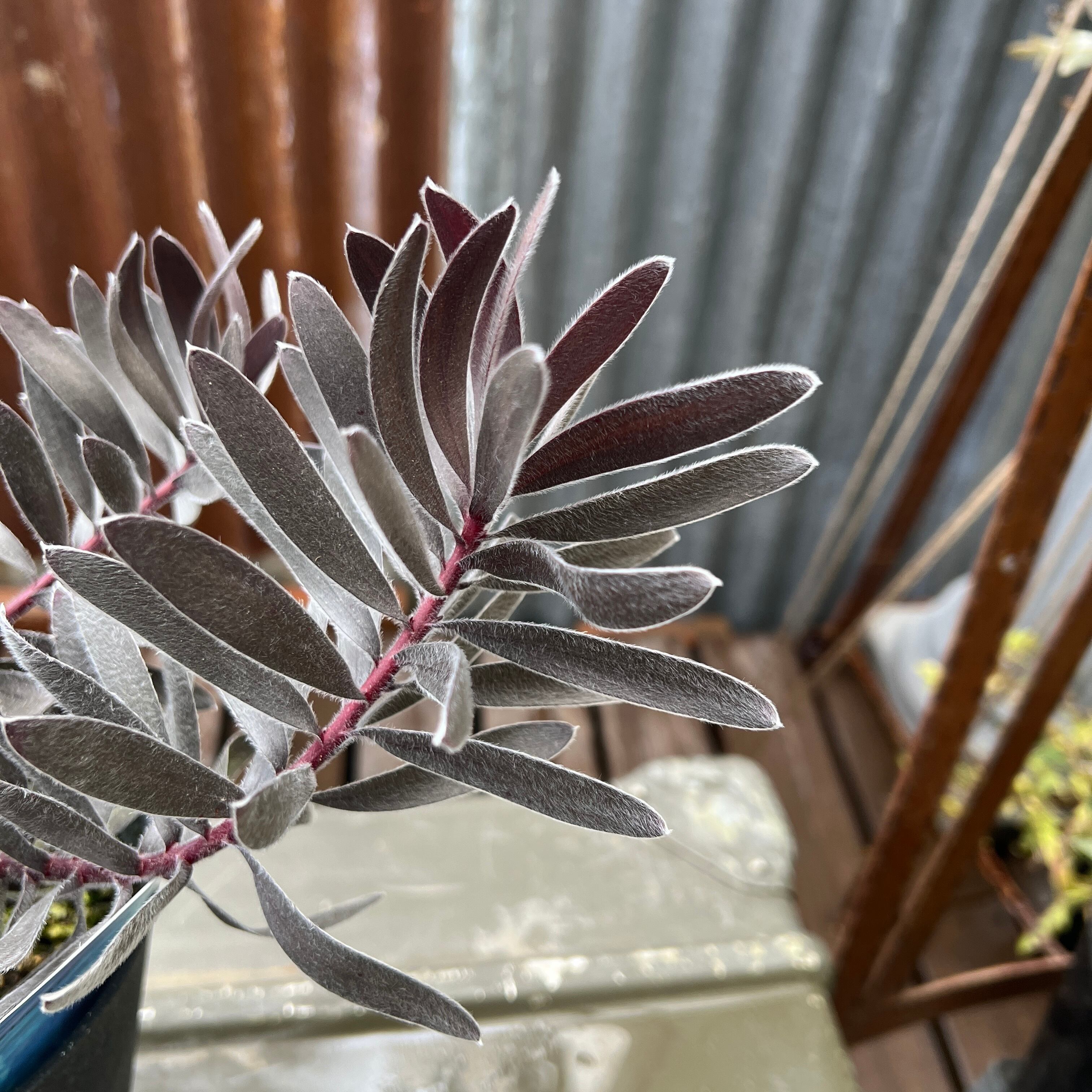 リューカデンドロン デュリフ 特大 リューカデンドロン：デュリフ（黒