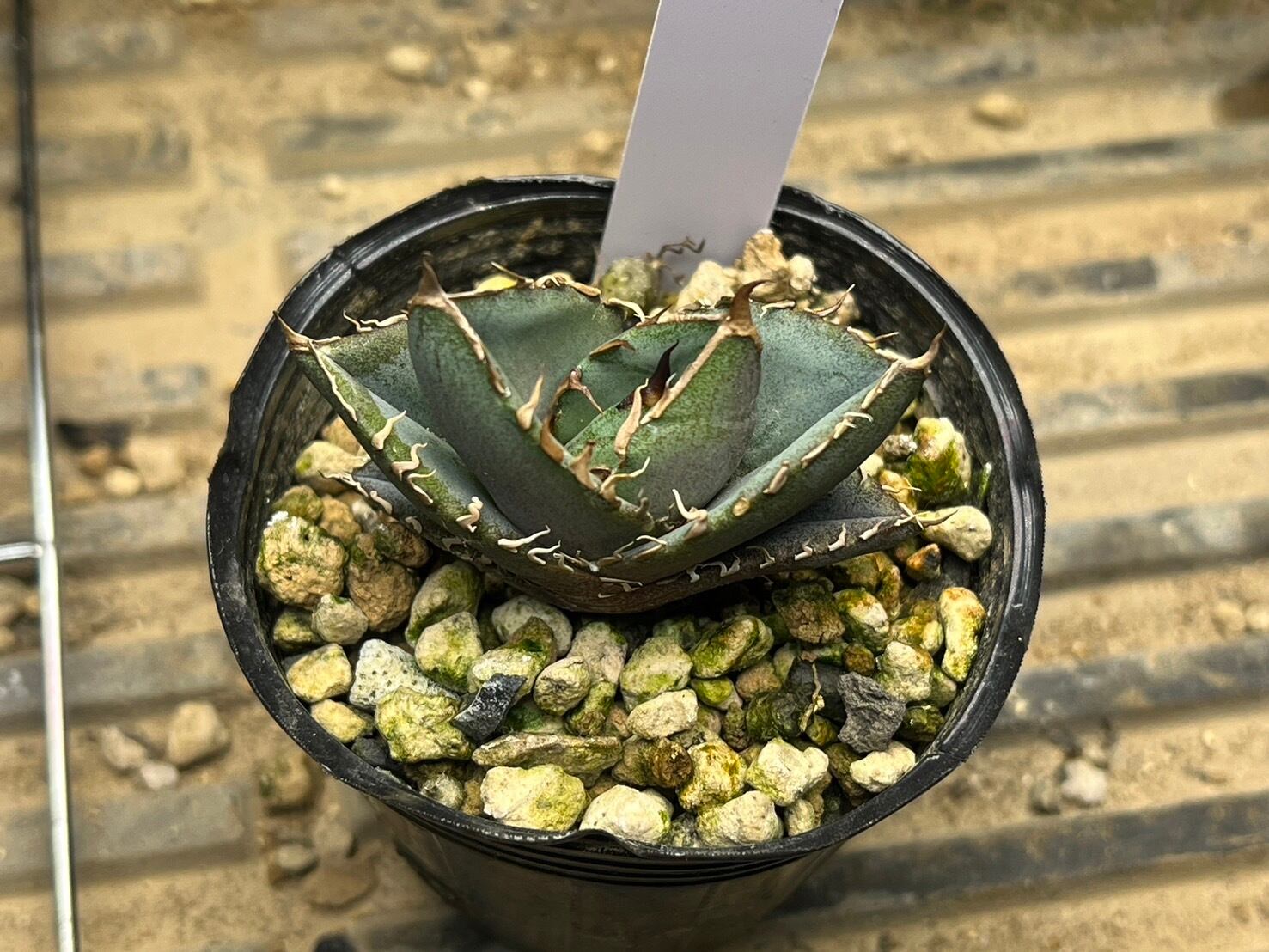 【 G-4 】oteroi seedling ①