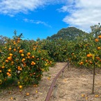 【贈答用】完熟アルギットみかん 約5kg（早生）／※のし対応可
