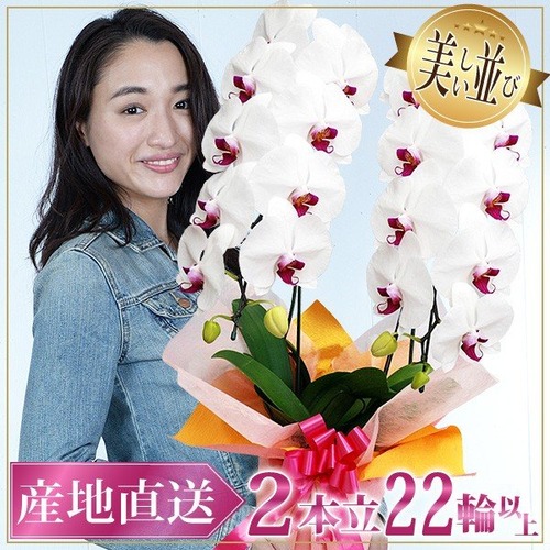 大輪胡蝶蘭 2本立ち 22輪以上 産地直送