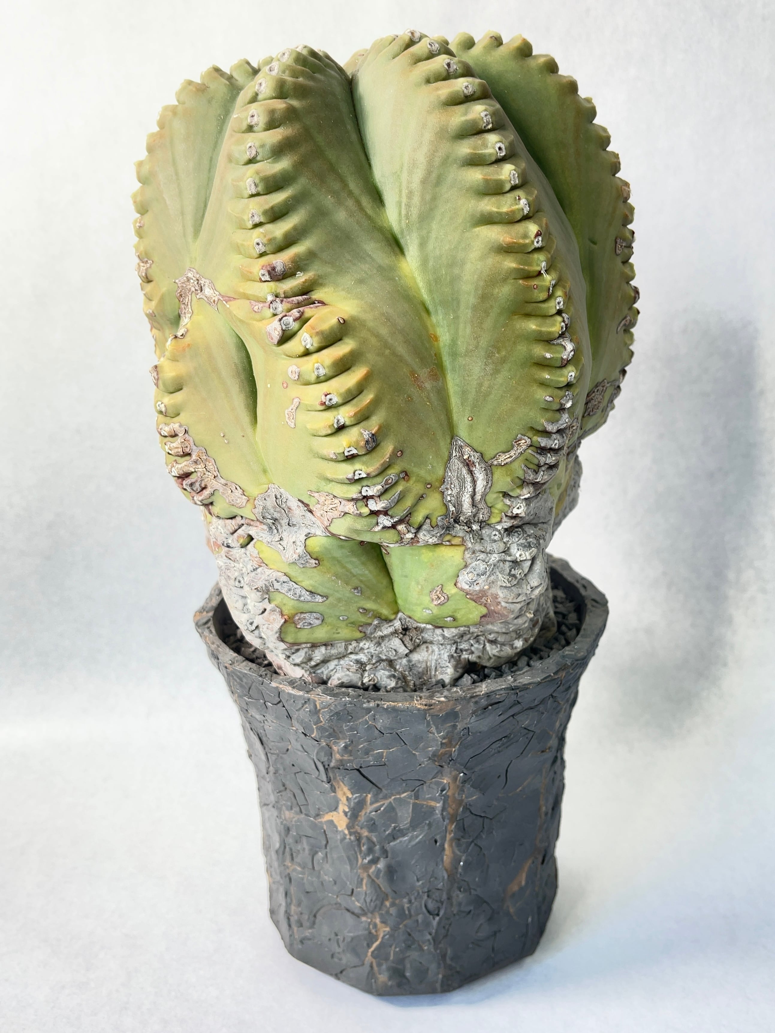 アストロフィツム・肋骨鸞鳳玉 | trigger