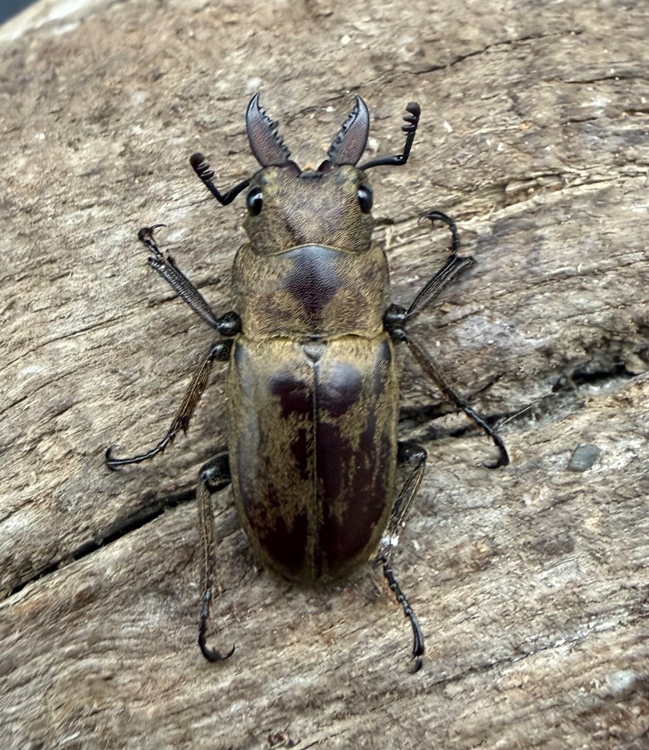 【WD】《セリケウスノコギリ パダン産 20.5mm ペア》