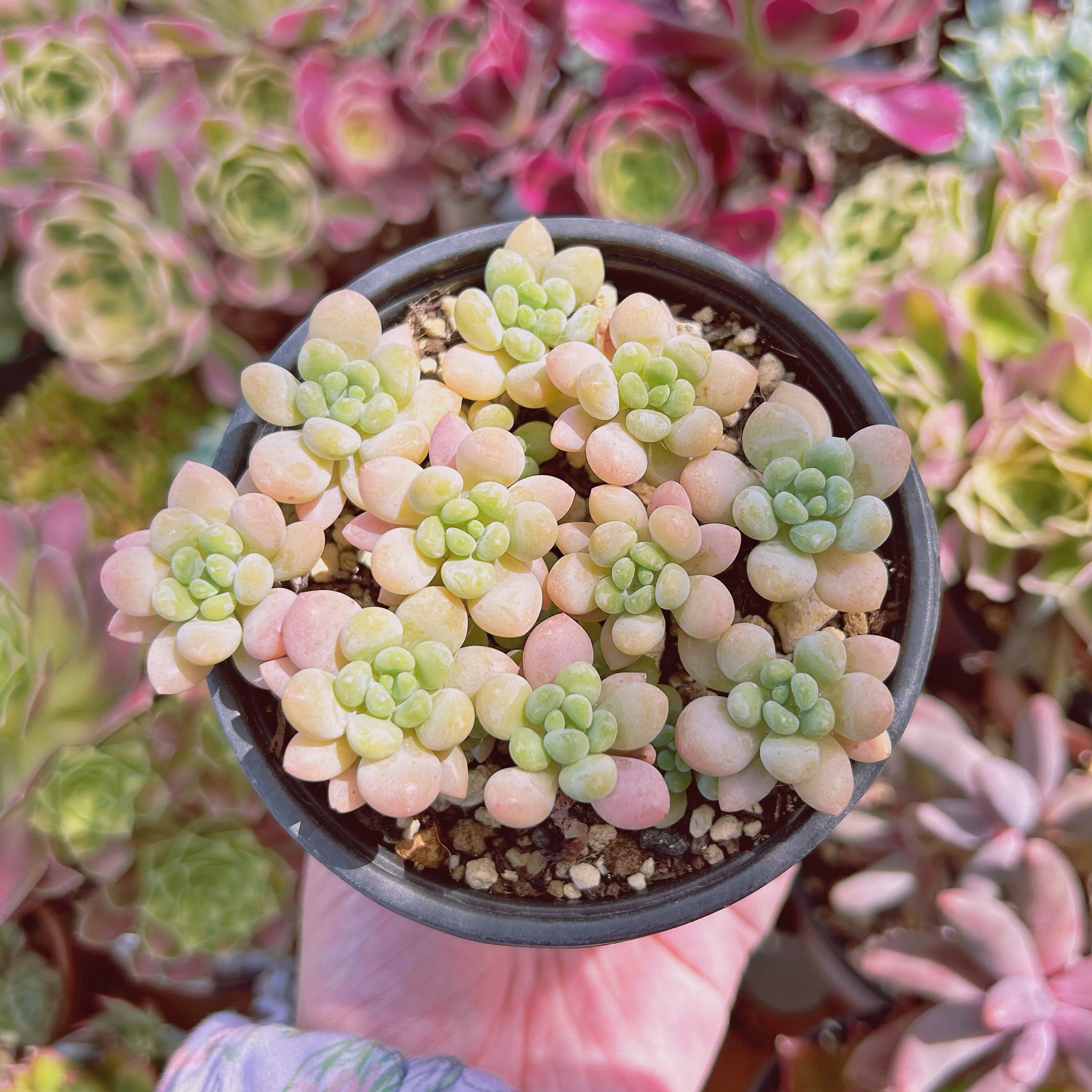 #909現物　多肉植物　ストロベリーミルク　抜き苗