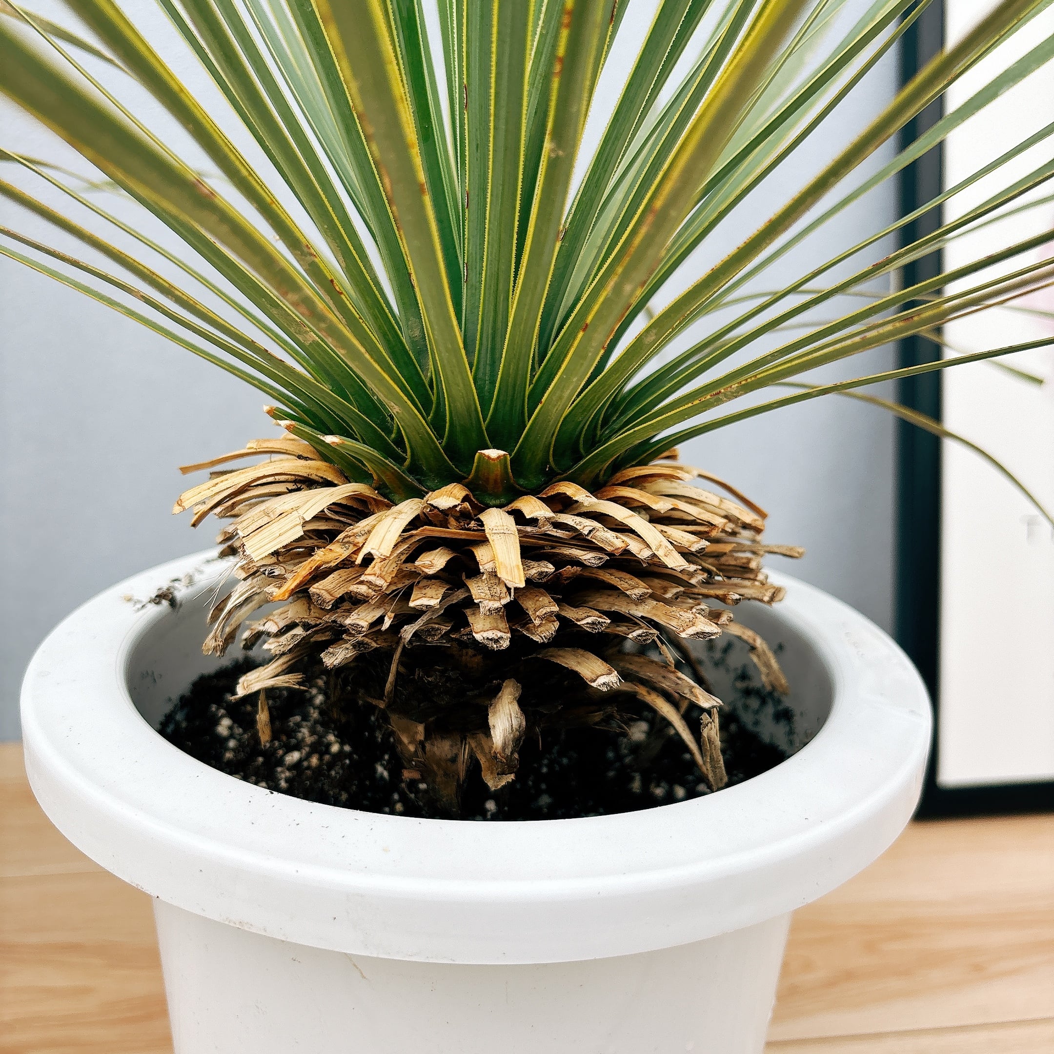 ユッカ ロストラータ1株 苗45 美白株 またとない 