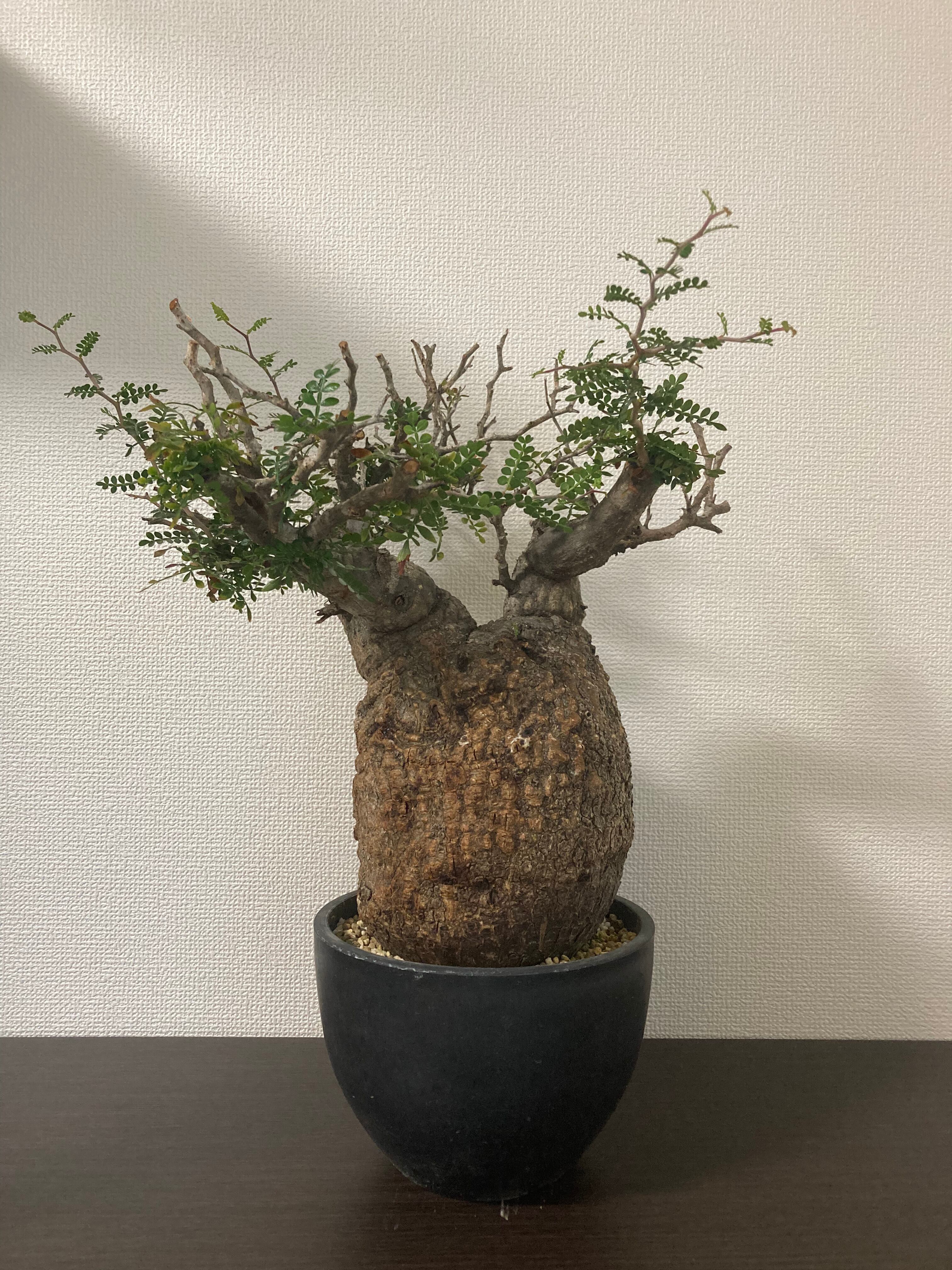 クレー「植物ー分析的なもの」、希少画集より、状態良好、新品高級額装付 奥田瑛二、希少な額装用画集より、新品額装付、状態良好 - メルカリ