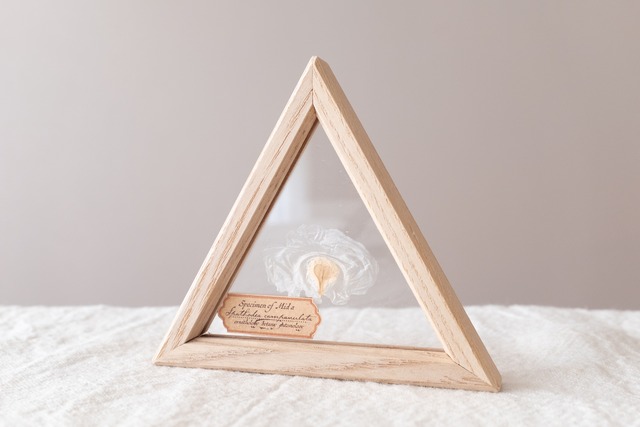 空中標本 - カエンボクの種子