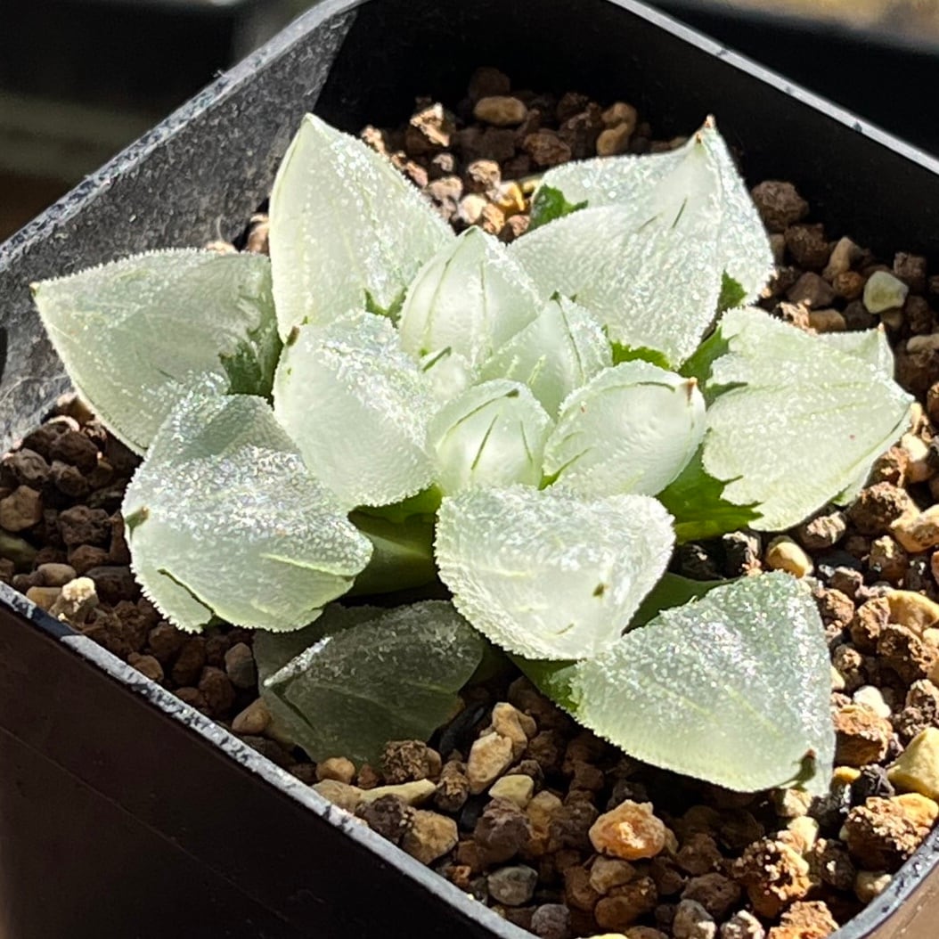 ハオルチア ピグマエアミュータント実生 特異株 | mocono_plants