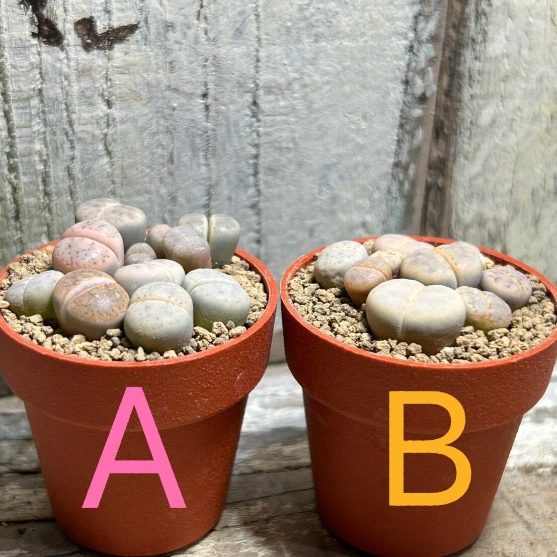 Babyリトープス(カラスモンタナMIX | RuPo 多肉植物専門店