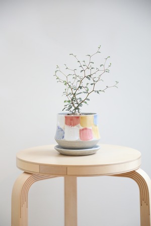 【S】ソフォラ リトルベイビー/Sophora prostrata Little Baby