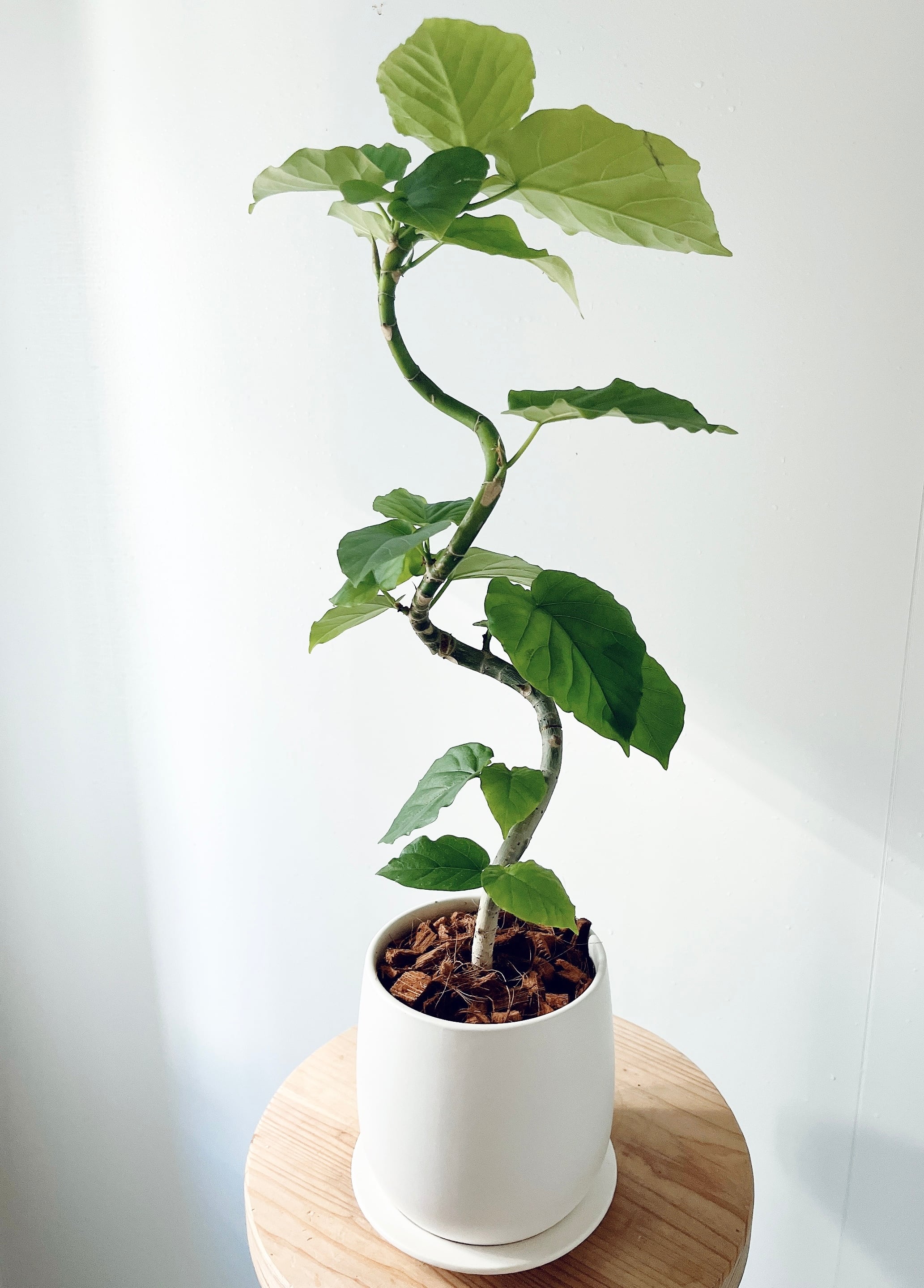 【再入荷】フィカス スウィートハート 2株 登録品種 観葉植物 calmcafe 再入荷】フィカス スウィートハート 2株 登録品種 観葉植物 calmcafe