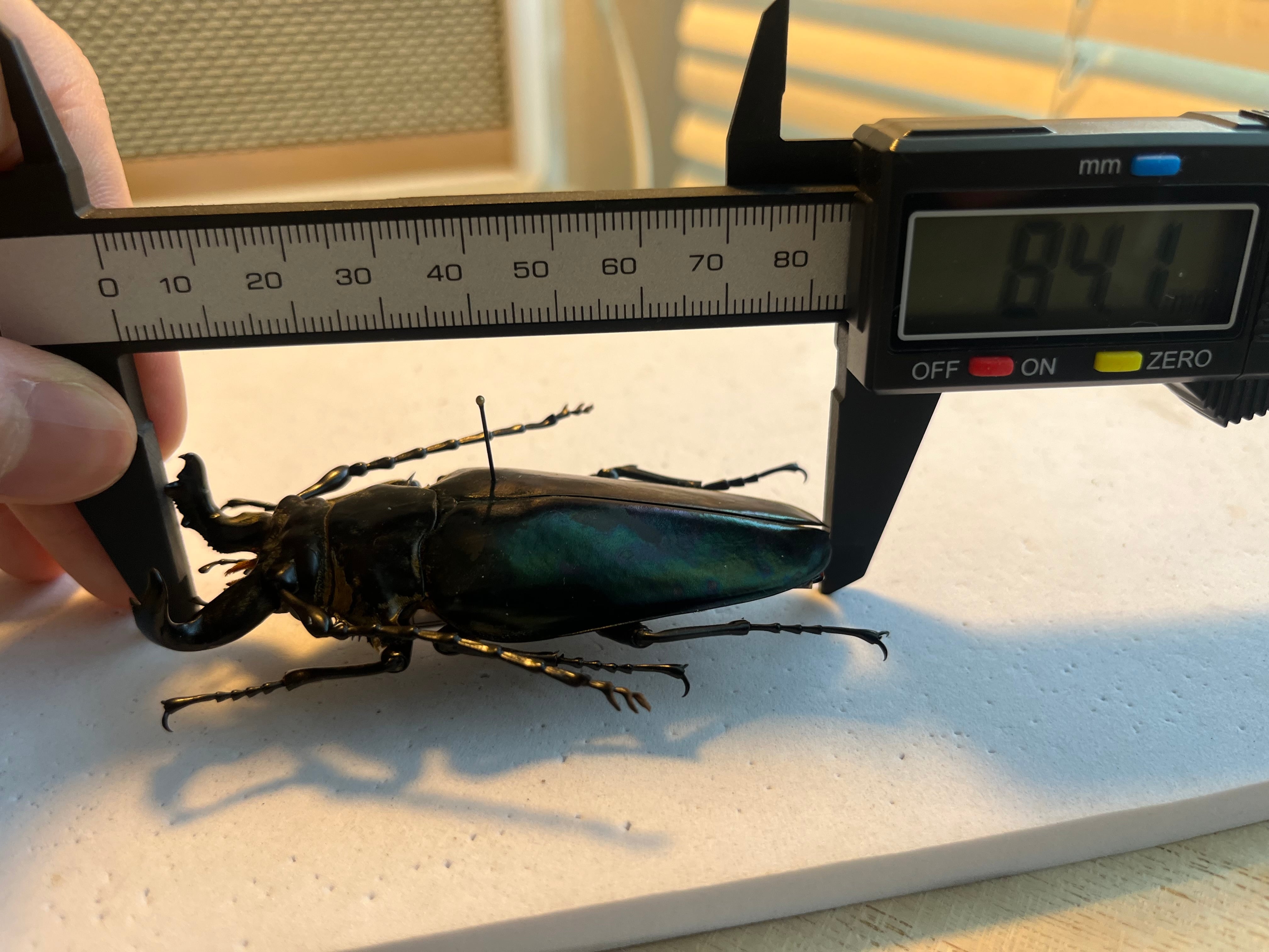84mm♂】タテヅノクワガタモドキ カミキリムシ ウスバカミキリ 昆虫