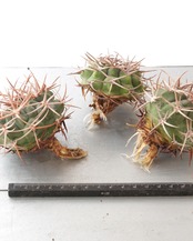 一部発根済カット苗 アンバトエンセ （フェロシオール） L Gymnocalycium ambatoense