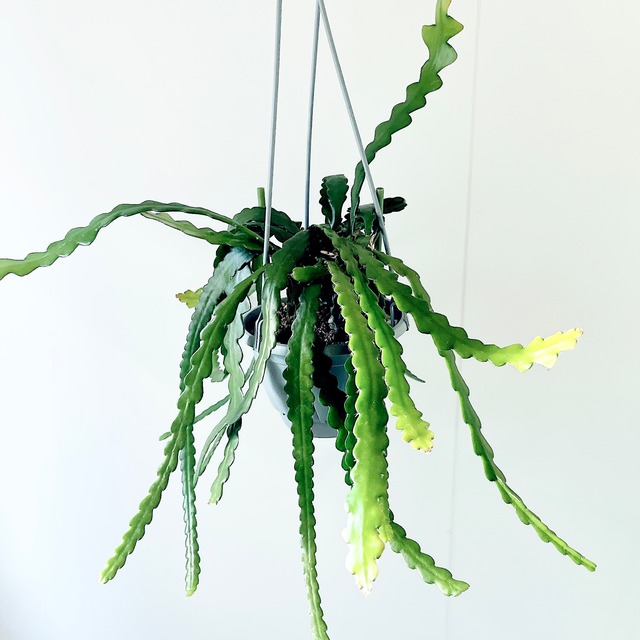 ユニークな葉姿＊フィッシュボーンカクタス＊人気商品【calm cafe】