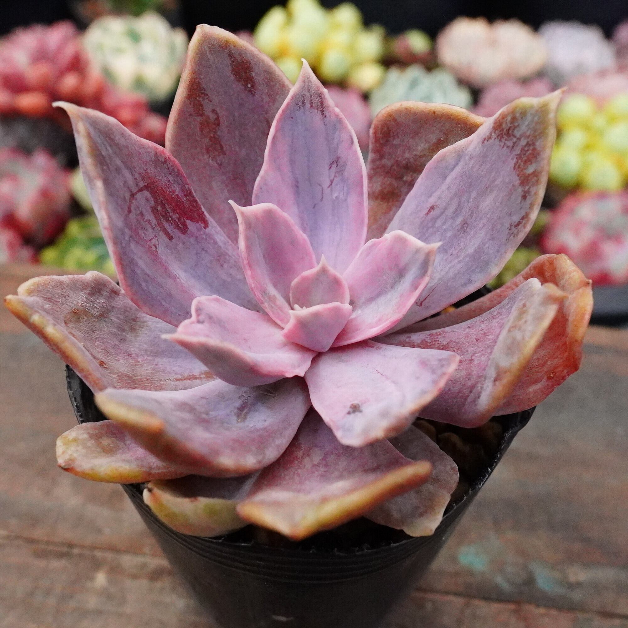 多肉植物 大苗 太幹 ピンクウィッチ 多頭 アエオニウム 美苗 #4 | PAY ID