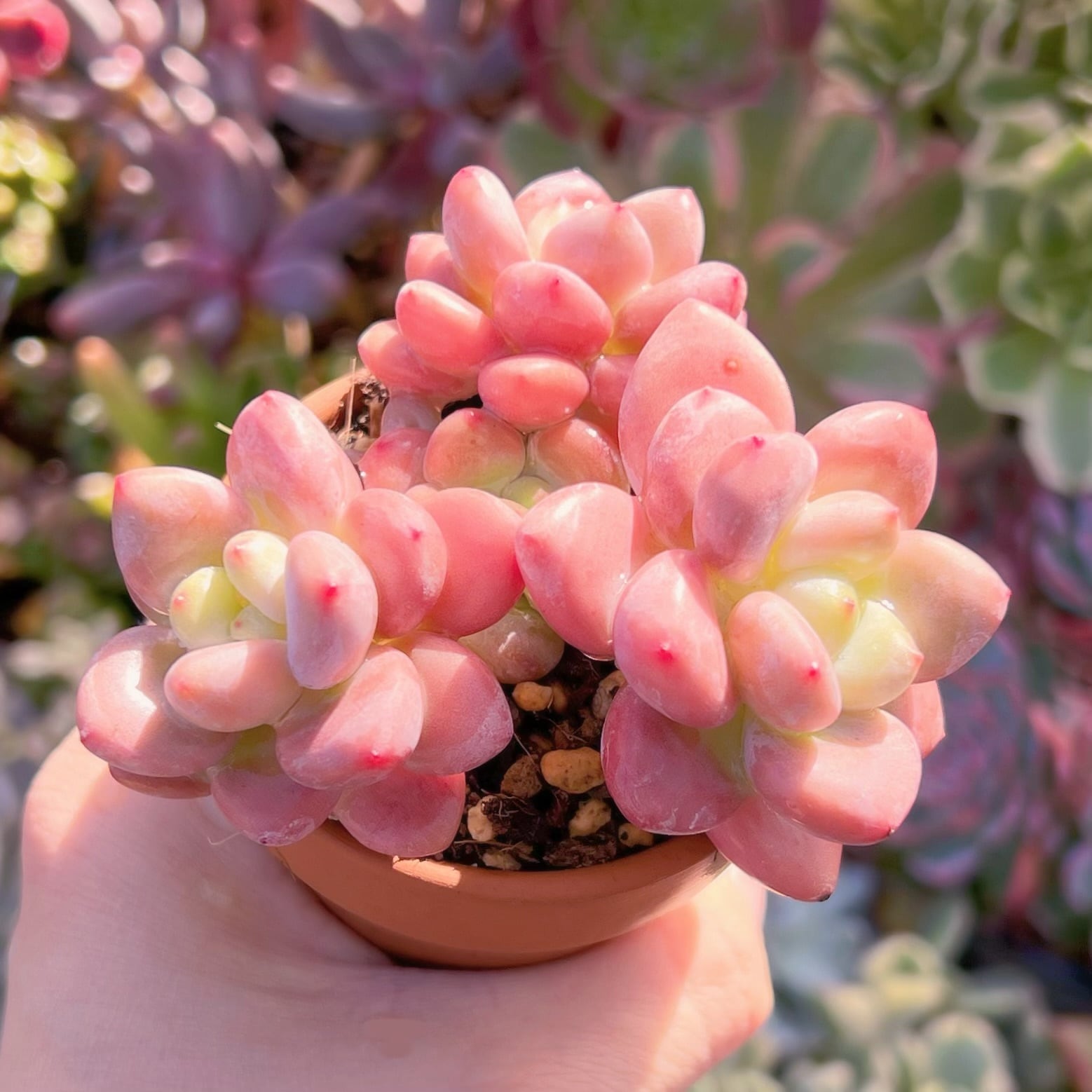 多肉植物　マカロン群生　3～5頭　るる農園