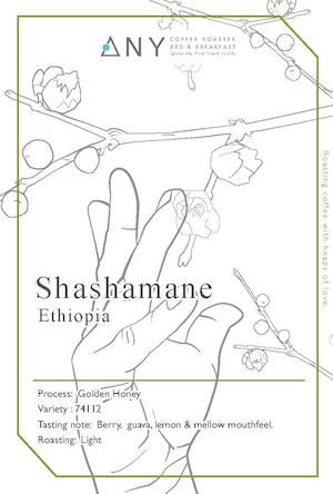 [100g] Shashamane, Ethiopia - Golden Honey : シャシャマネ、エチオピア