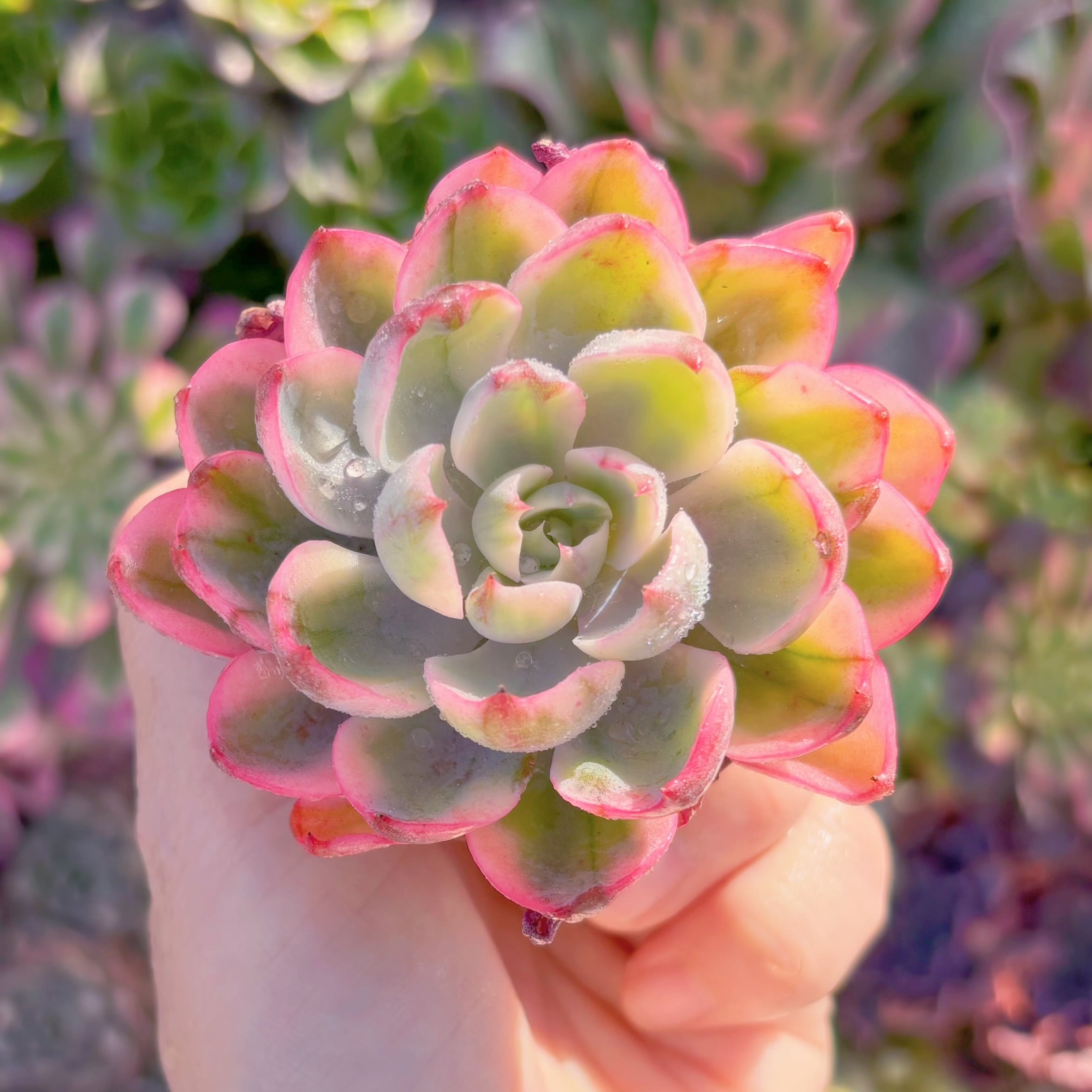 現品　涙無痕（なみだむこん）#M190　るる農園