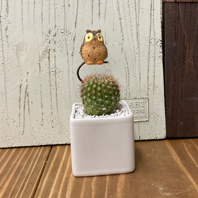 【受注生産品】ふくろう 丸サボテン 観葉植物 pr-br さぼてん カクタス インテリア グリーン ミニチュア かわいい 動物 フィギュア