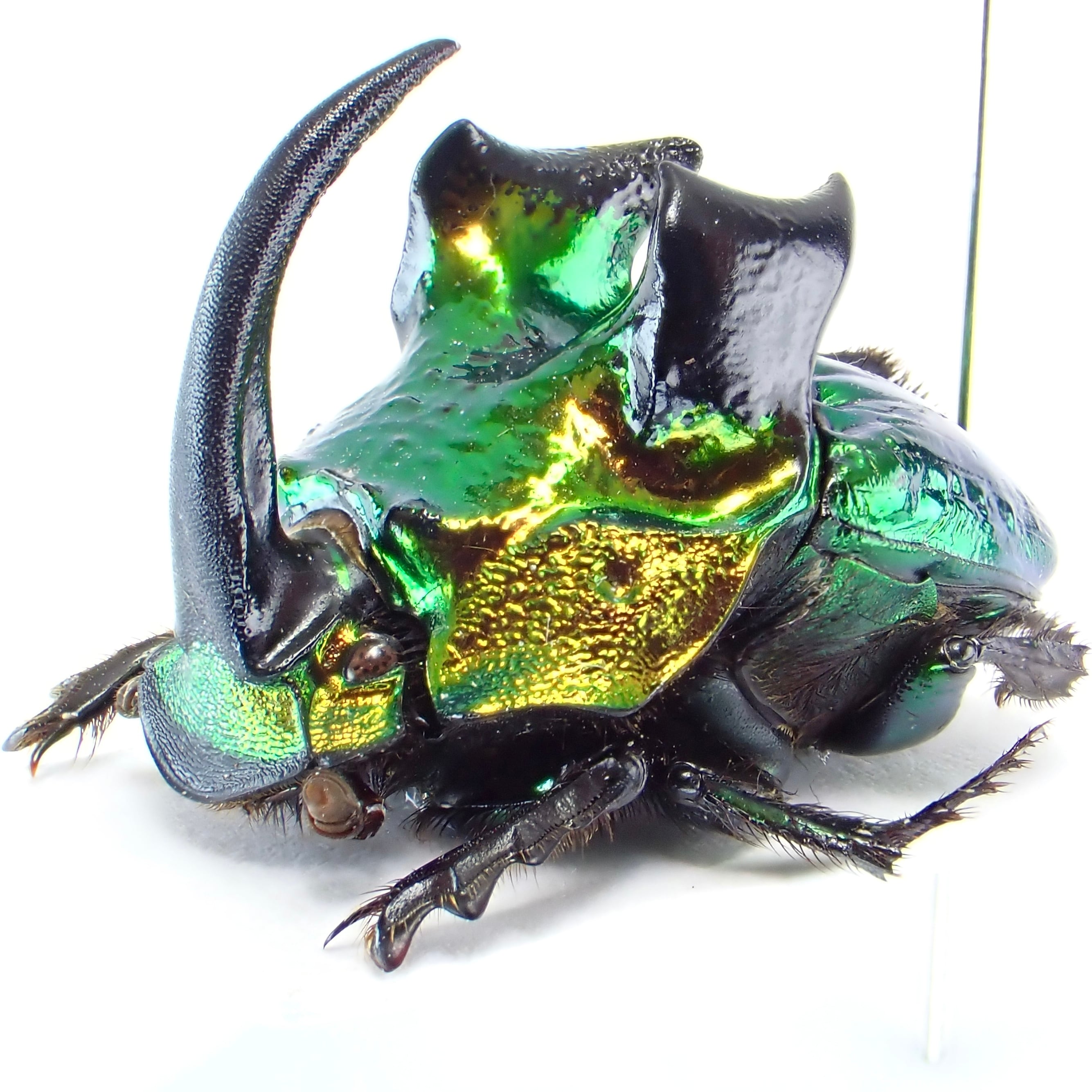 メキシコ産 Phanaeus demon ♂ 19mm XL | 昆虫標本 Diggers & Rollers