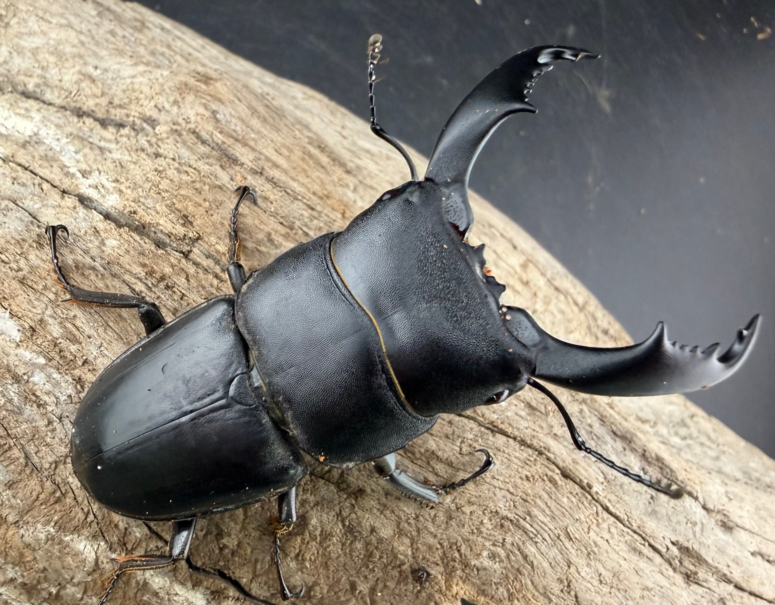 ヒラタクワガタの仲間 | KPW公式オンラインショップ