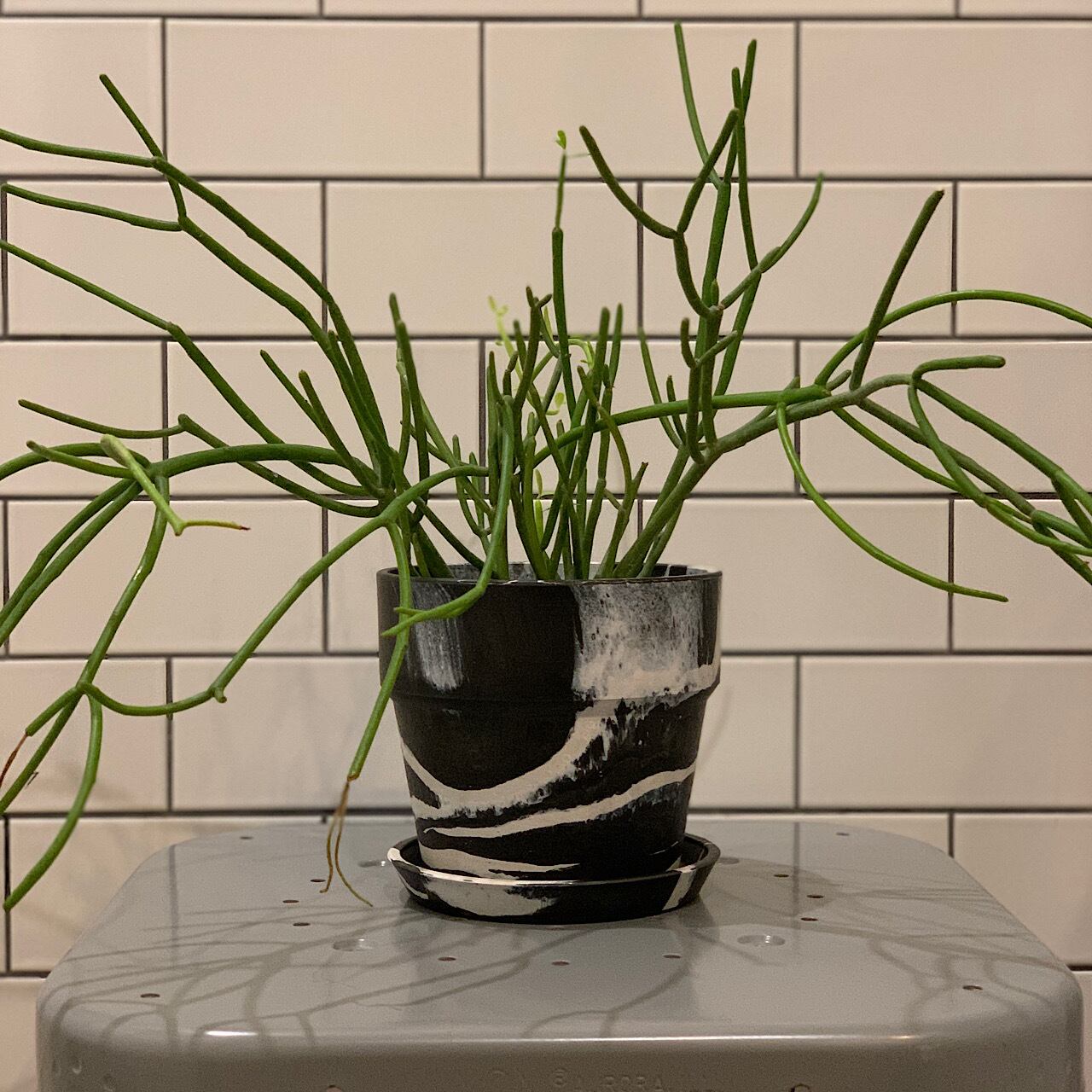 ユーフォルビア ホワイトゴースト 大型大株 7号鉢 多肉植物 品種 ユーフォルビア ホワイトゴースト 大型大株 7号鉢 多肉植物 品種
