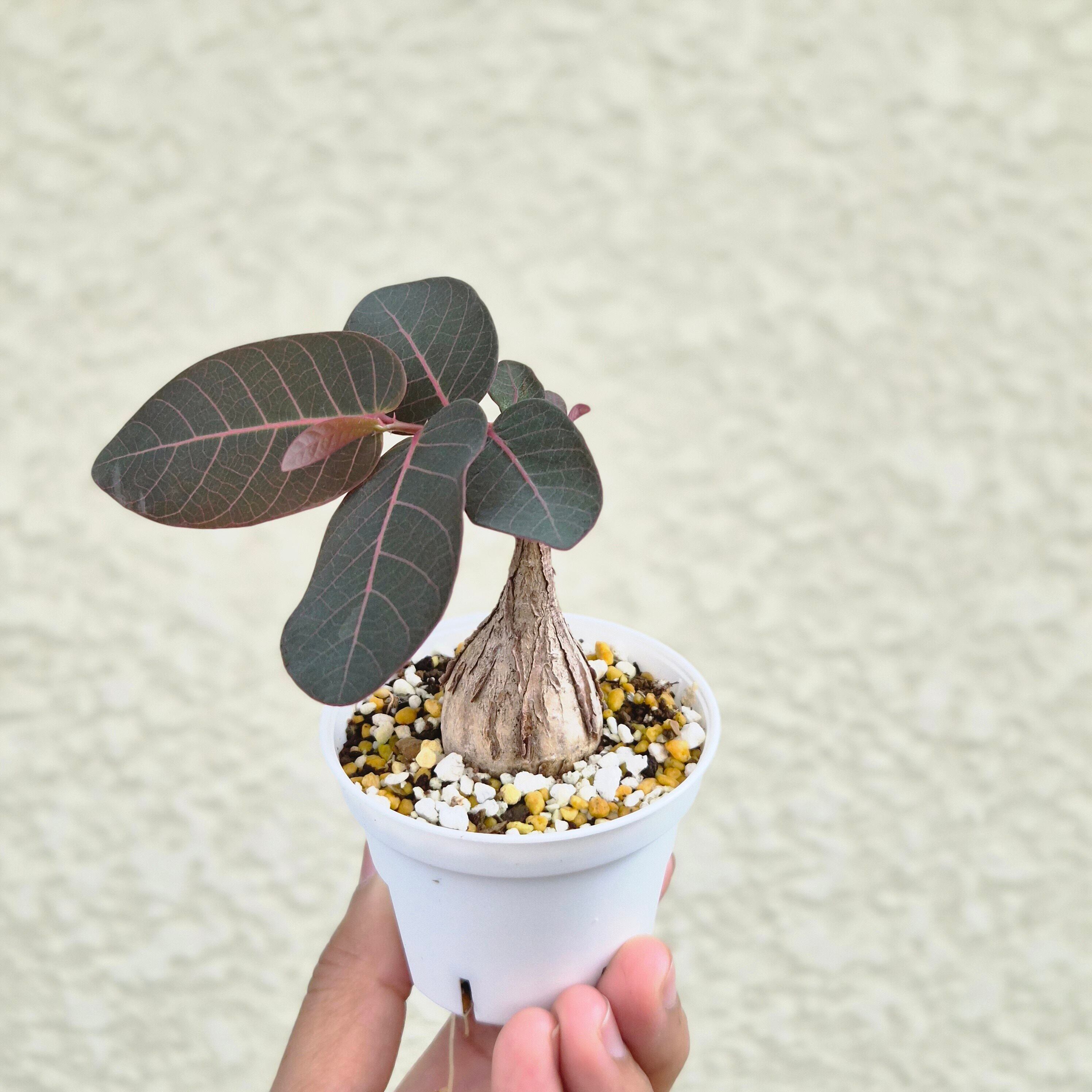 ⑳Sサイズ〚フィランサス・ミラビリス〛Phyllanthus Mirabilis 塊根植物 コーデックス ポット発送