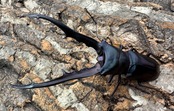 【美麗】《メタリフェルホソアカ 80mm ペア》わたくわ氏ブリード個体