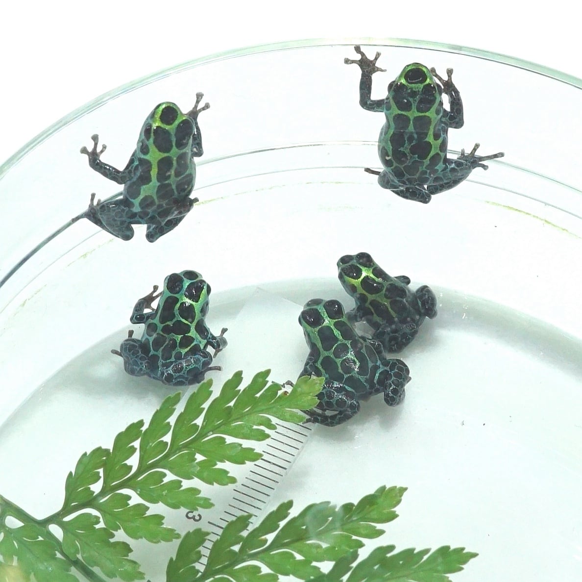 ヤドクガエル バリアビリスサザン2匹及びトビムシセット