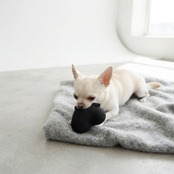 Monotone & Nuance Pet Toy ［black］モノトーン＆ニュアンス ペットトイ［ブラック］