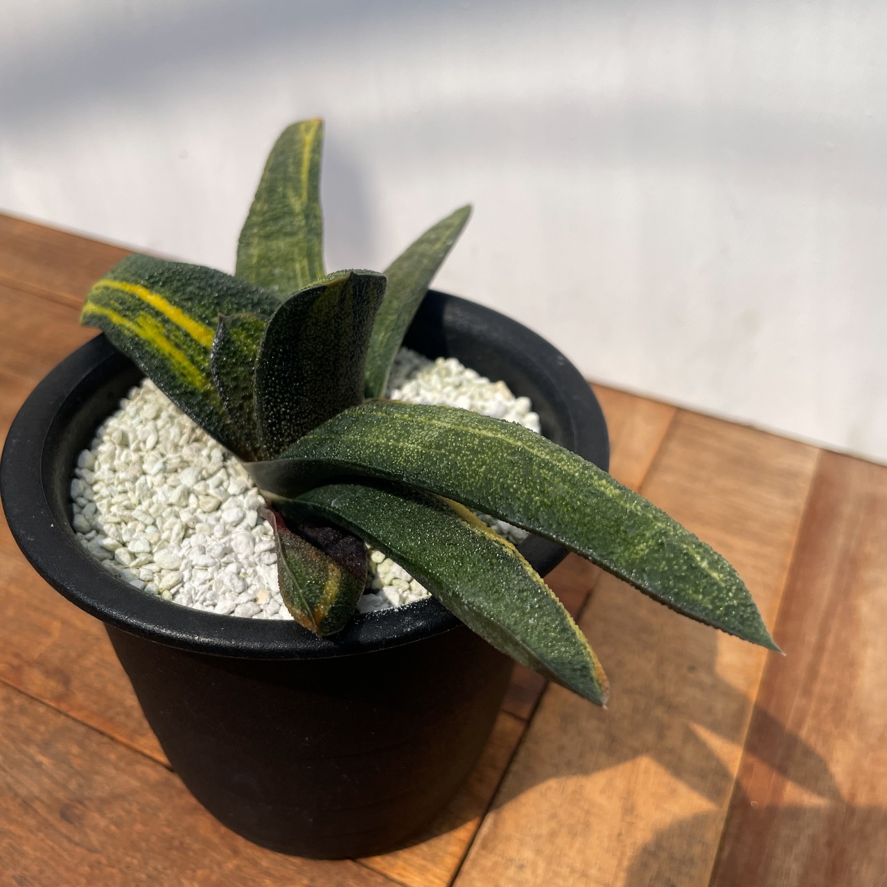 Gasteria batesiana var.'Kokuouten' 【ガステリア・黒鶯囀錦】