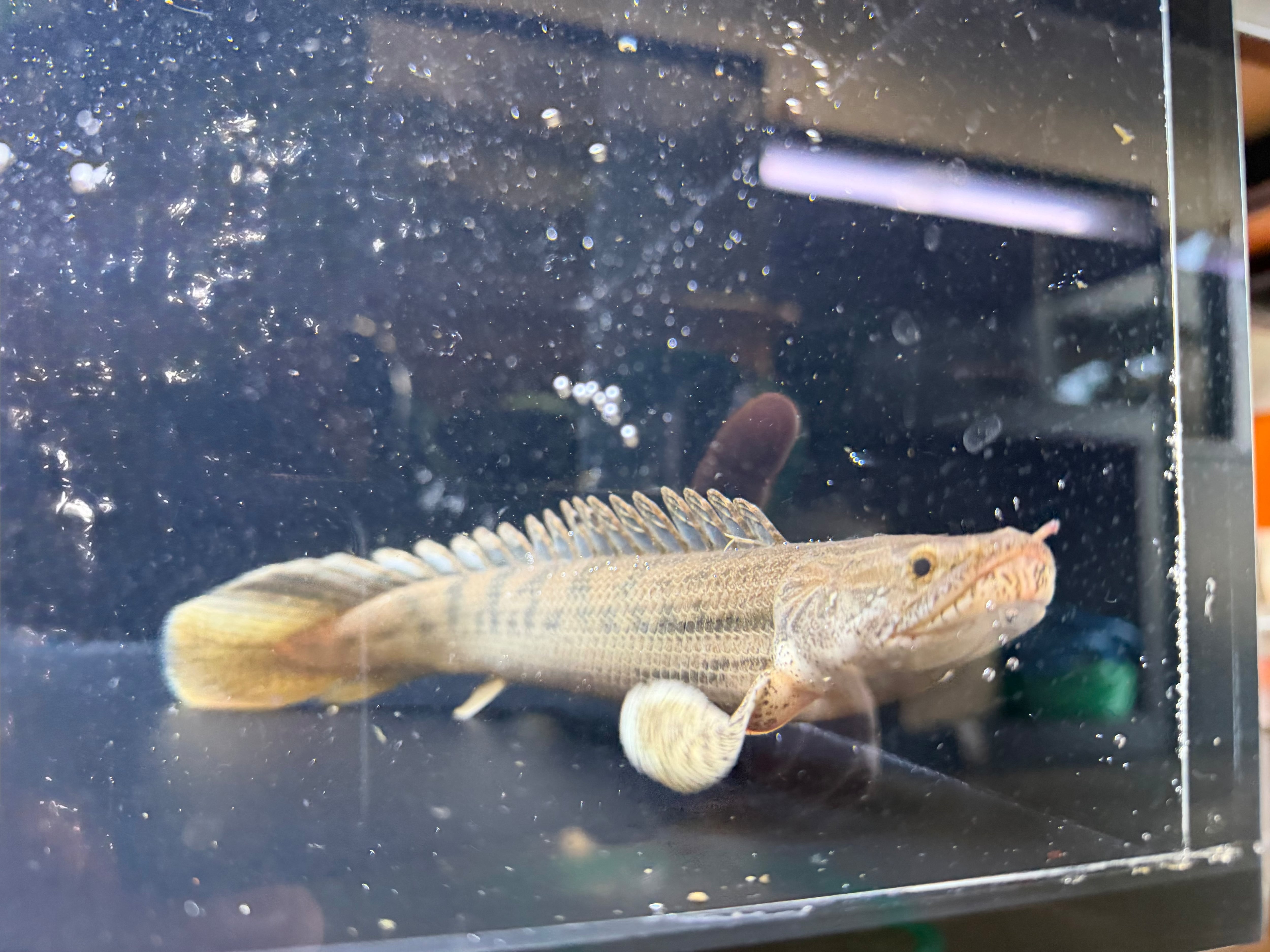 わいるどもんオリジナル 流動式フィルター 60cmサイズ 単品 | アフリカ