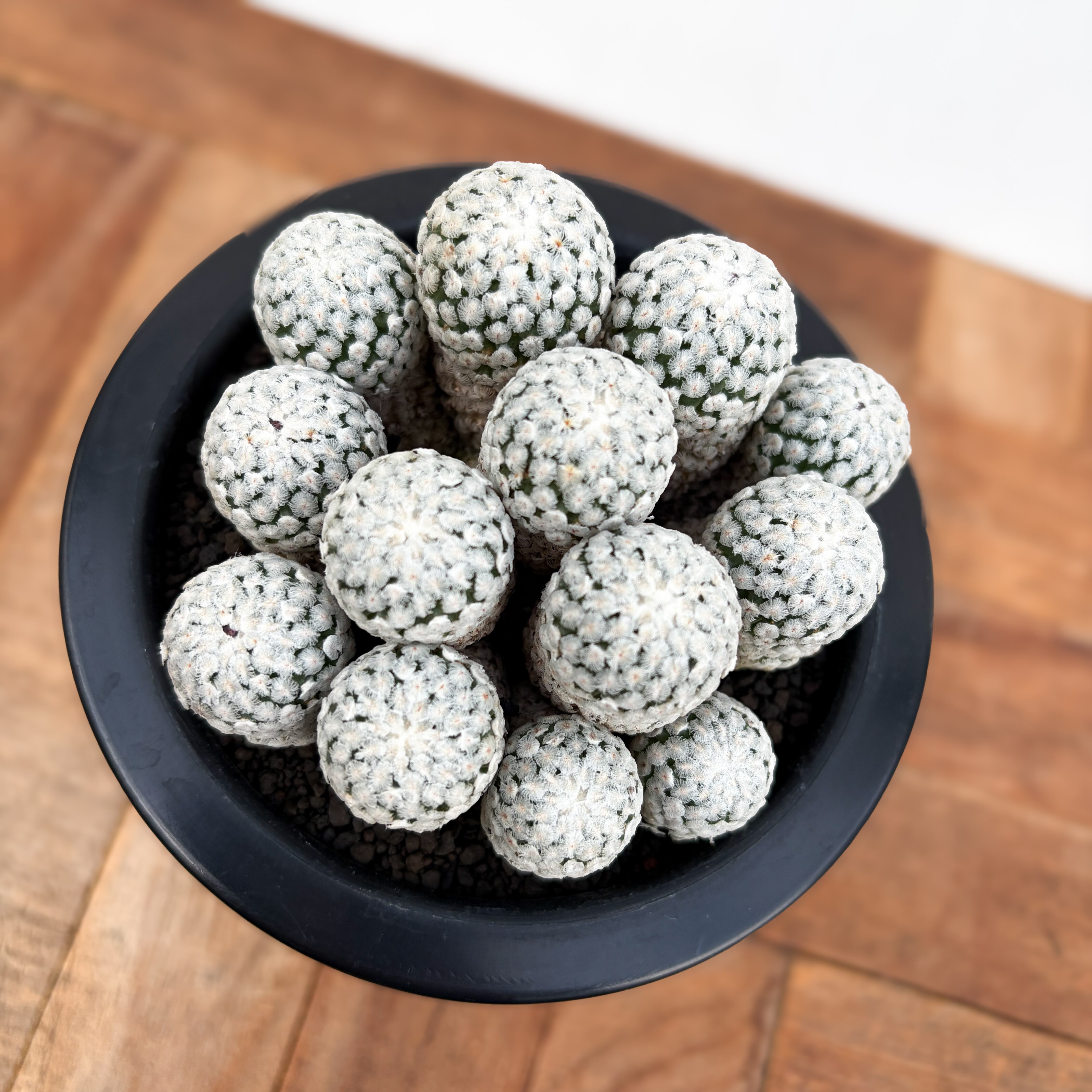 Turbinicarpus valdezianus【ツルビニカルプス・バラ丸】 | RIMO'S