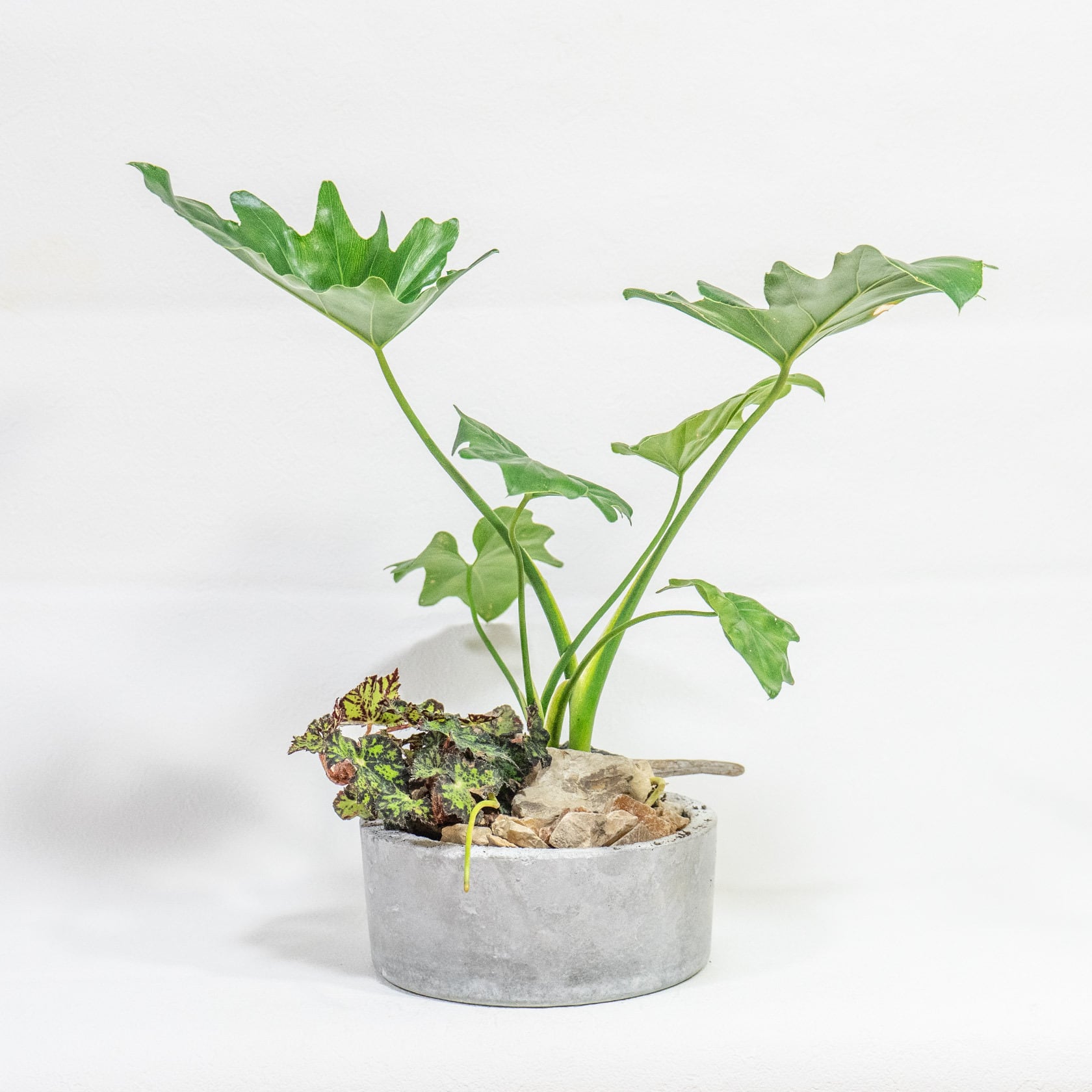 ≪ 観葉植物 ≫Φ18×H39㎝｜セロームとベゴニアの寄せ植え｜シンプルで