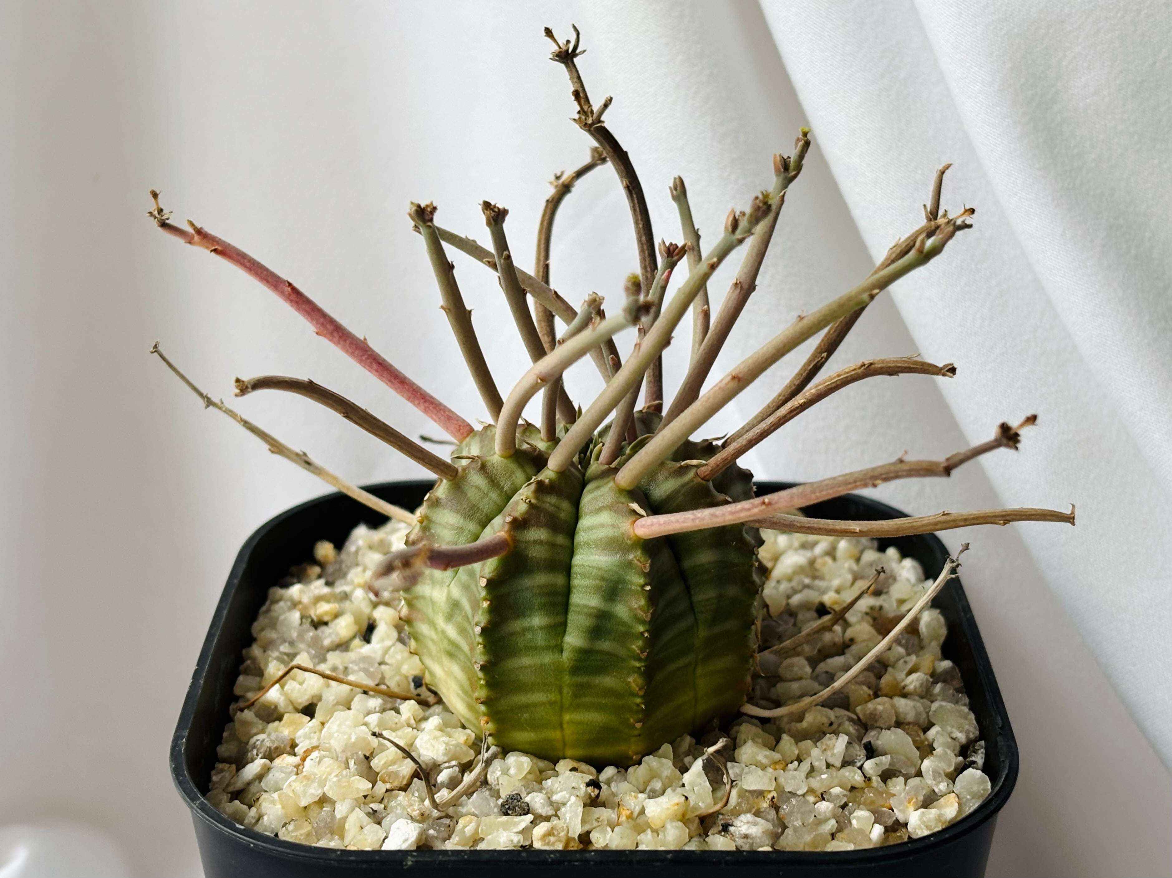 Euphorbia valida ユーフォルビア スーパーバリダ 多肉植物 | plants