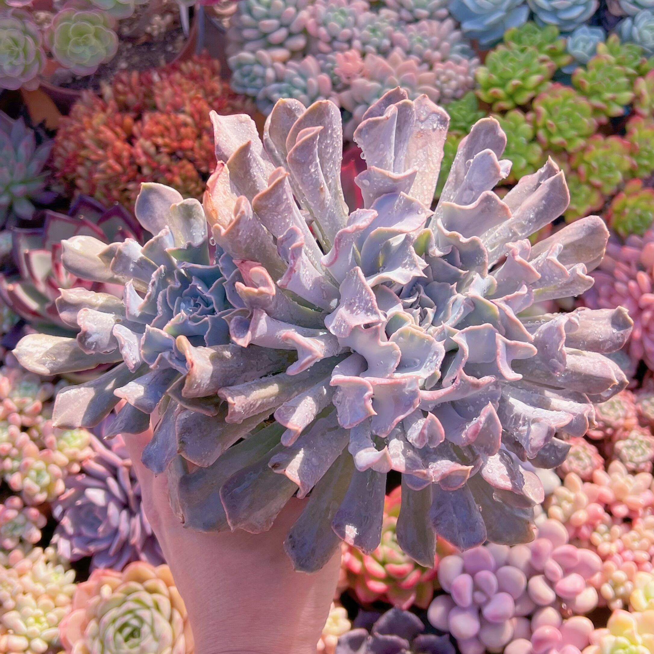 現品　スワンレイク#891　特大群生　新入荷