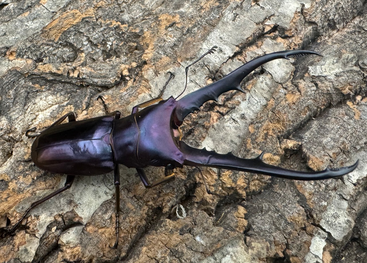 【美麗】《メタリフェルホソアカ 75mm ペア》わたくわ氏ブリード個体