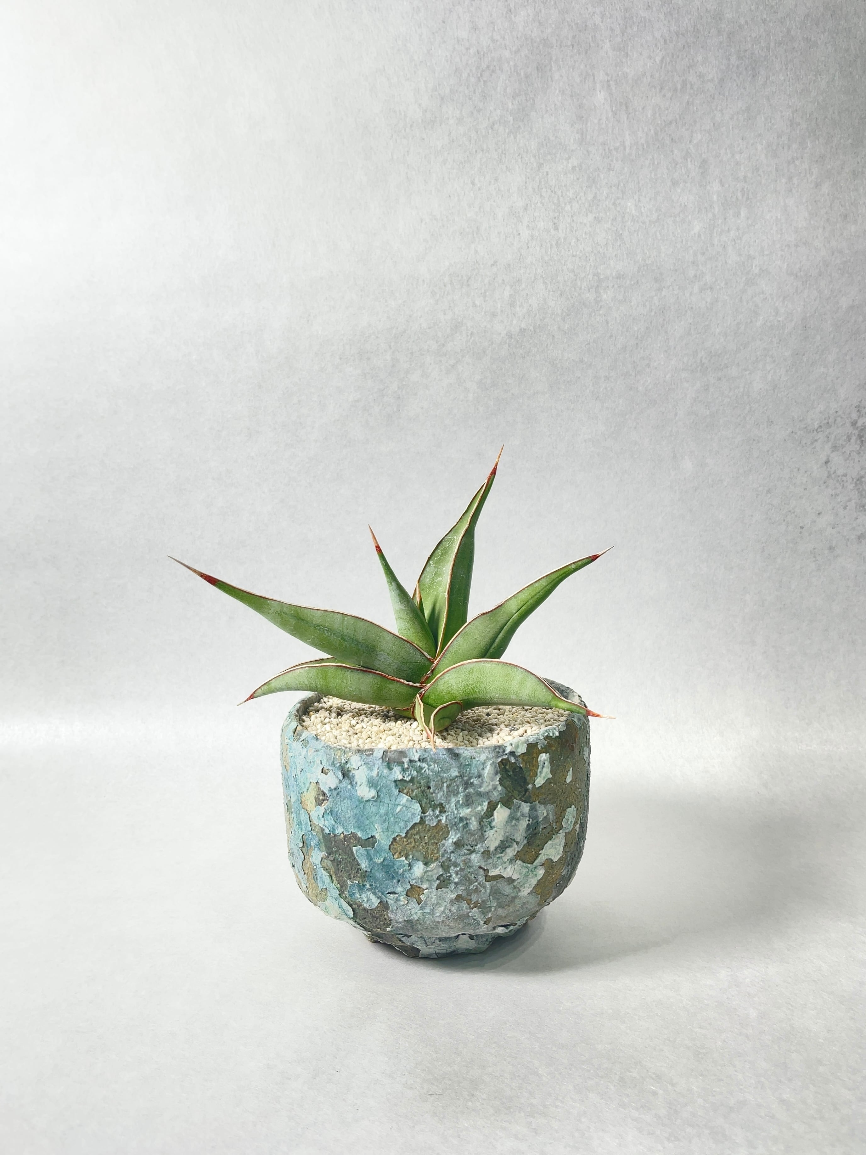 サンセベリア・ピングイキュラ「ユニコーン」 | trigger