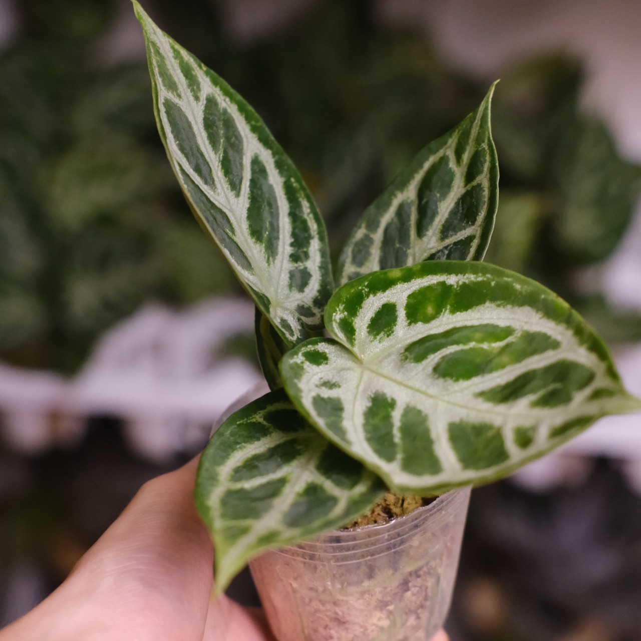 アンスリウム ドラヤキ × シルバーブラッシュ / Anthurium Dorayaki × Anthurium Silver brush / 観葉植物<育て方・花言葉>