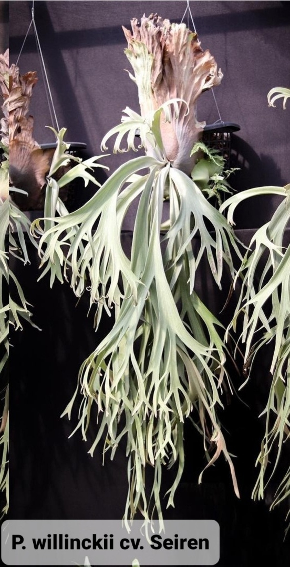P.Willinckii cv. Seiren 【artPLANTs】ビカクシダ/Platycerium 