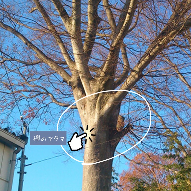 欅のアタマ 輪切り材のローテーブル （高さ・カラー変更無料）