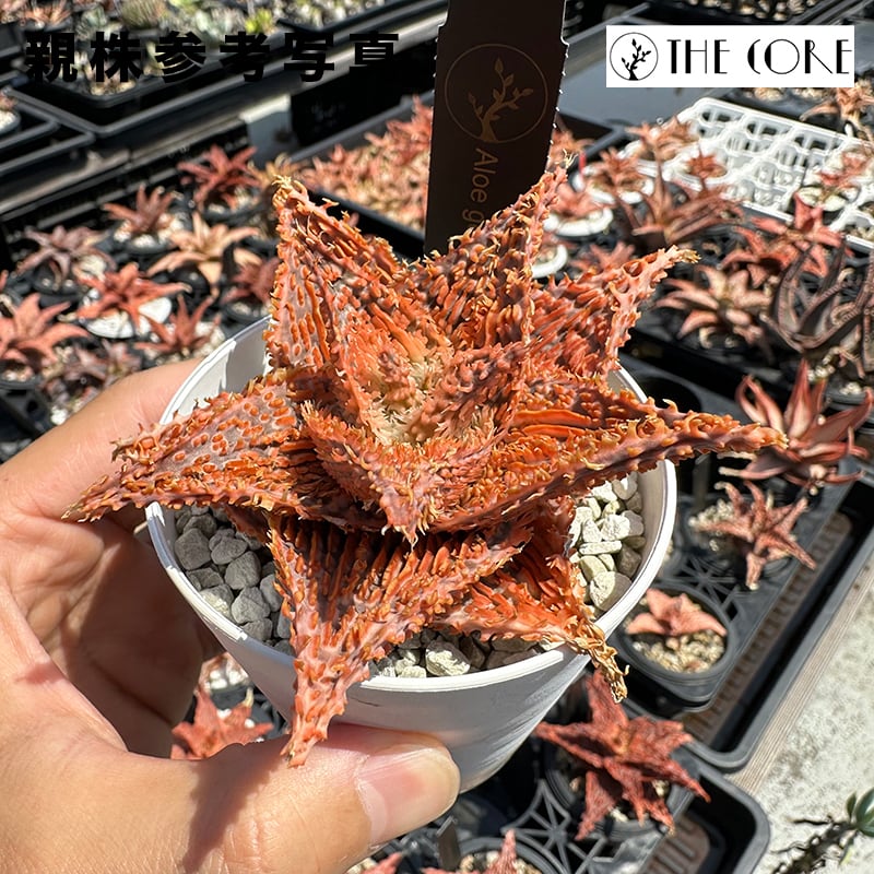 アロエ | THE CORE