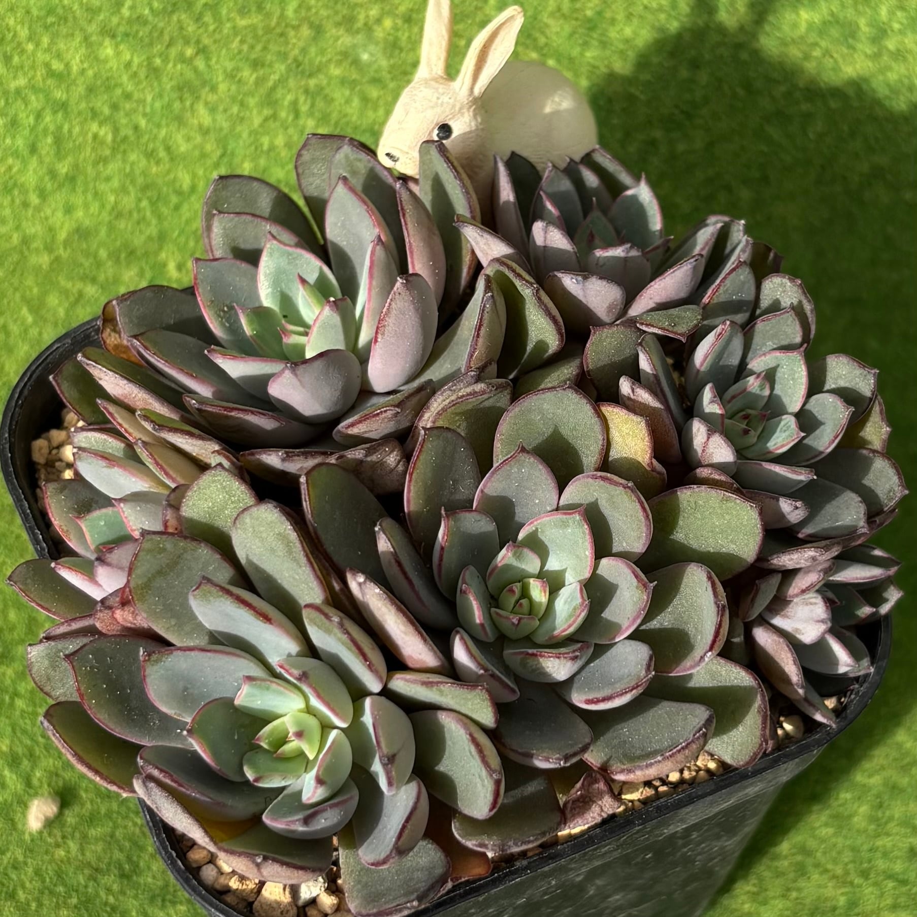 グッチ群生① | 多肉植物 豆彦商店