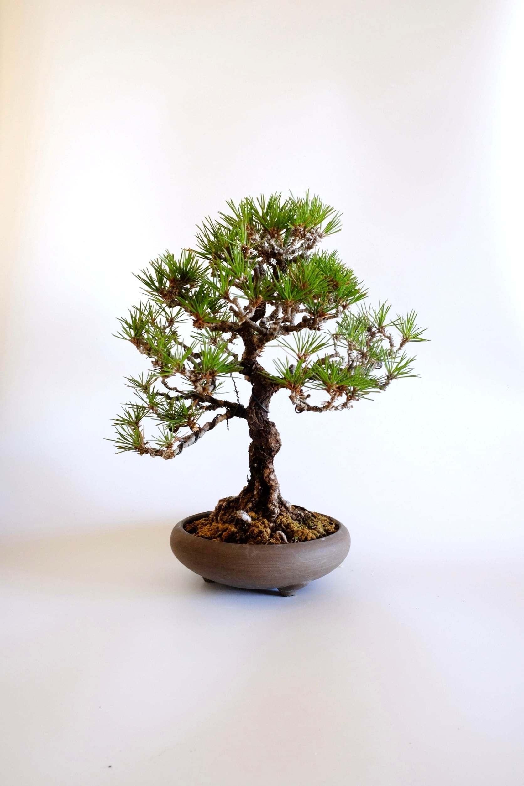 松柏類 coniferous trees | BONSAI CLUB TOKYO