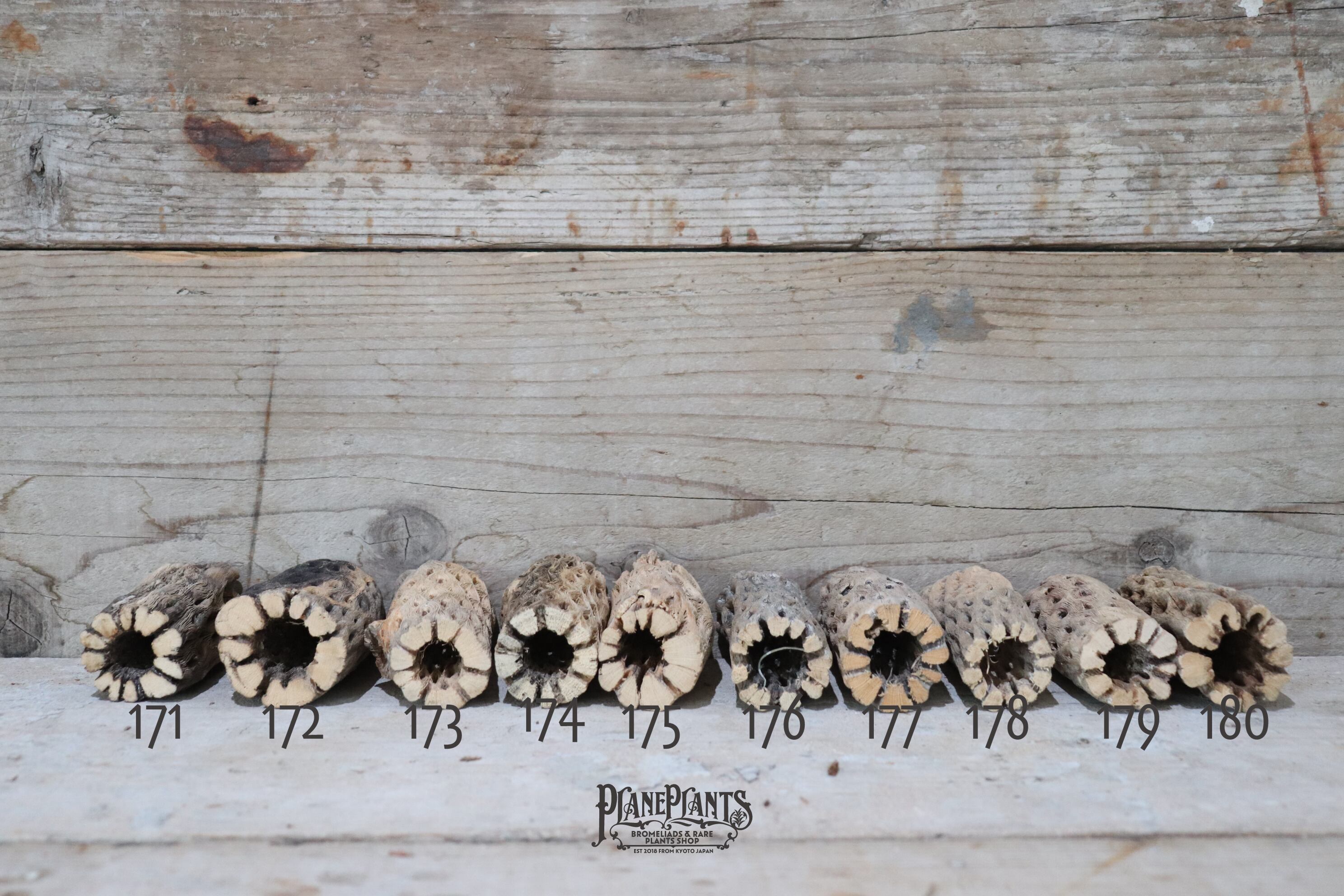 送料無料】カクタス スケルトン S (8-10cm) [S121-180] | plane plants